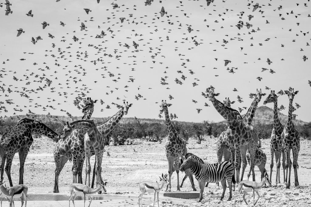 Etosha Life