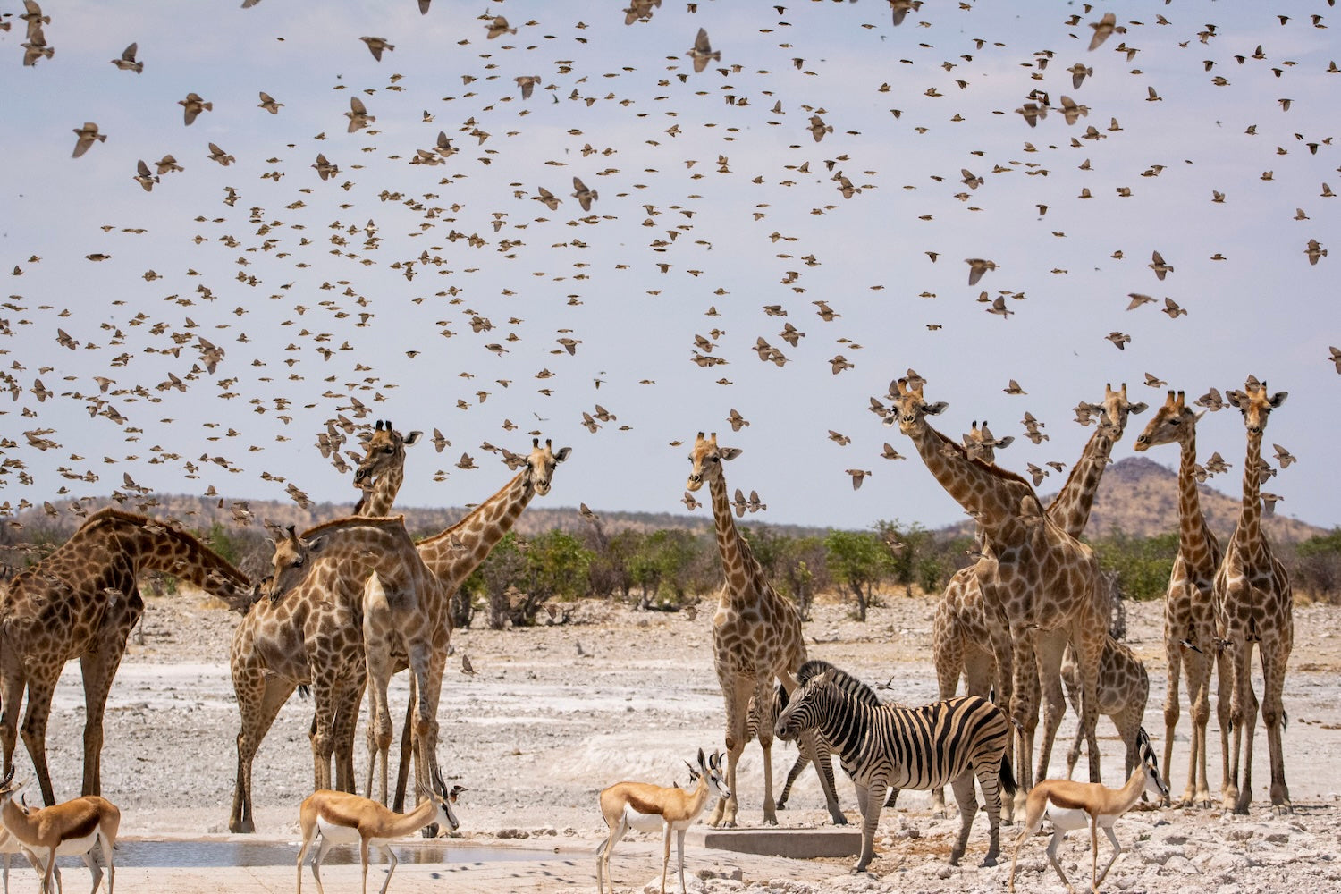 Etosha Life